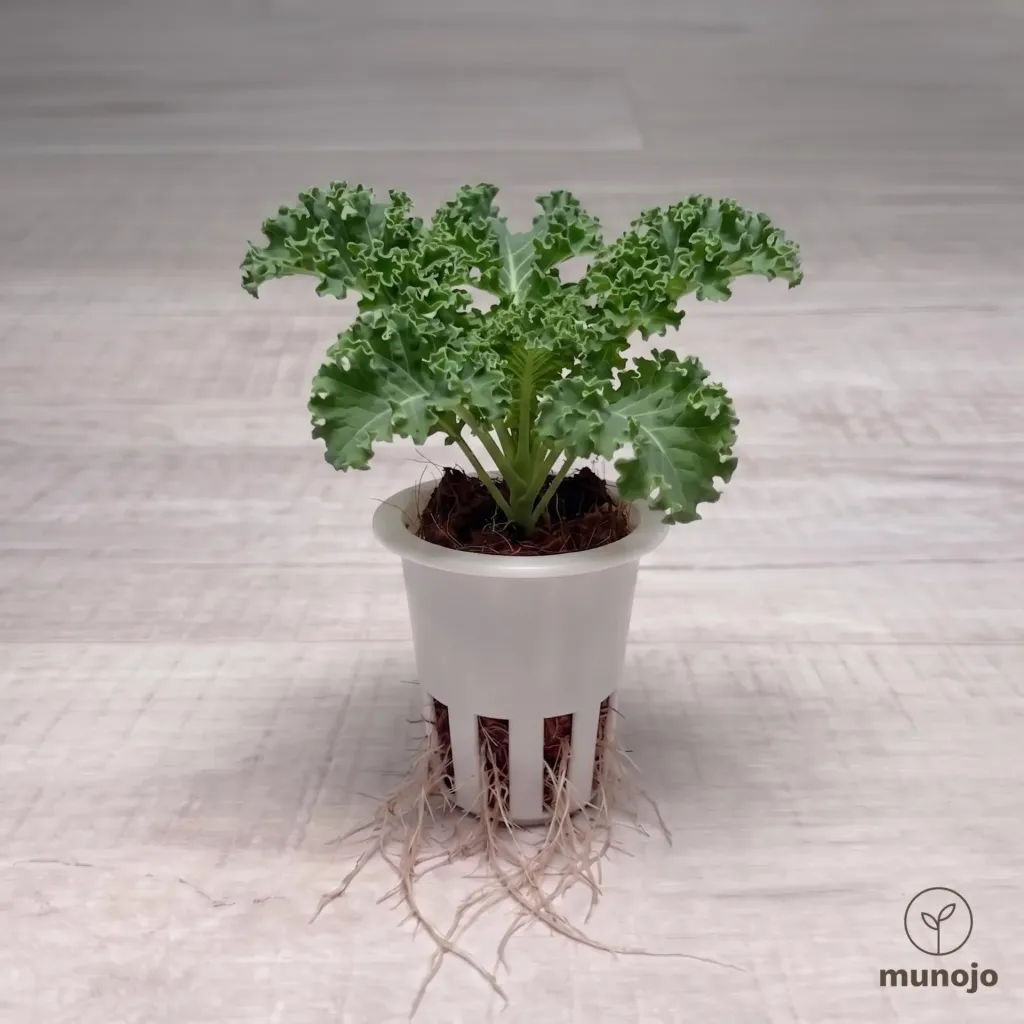 Curly Kale
