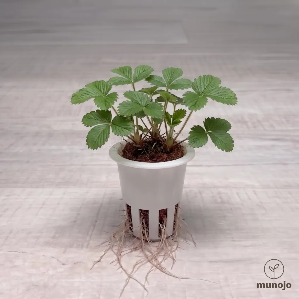 Alpine Strawberry