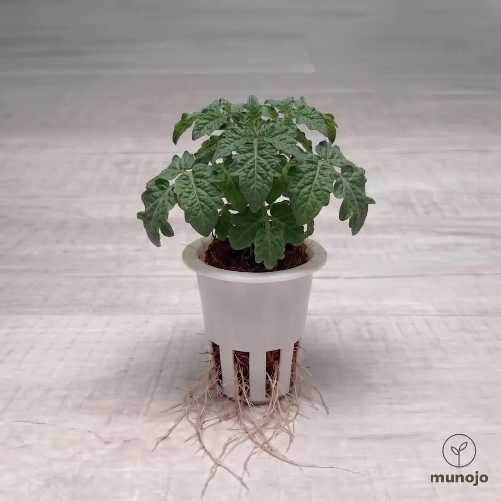 Dwarf Tomato