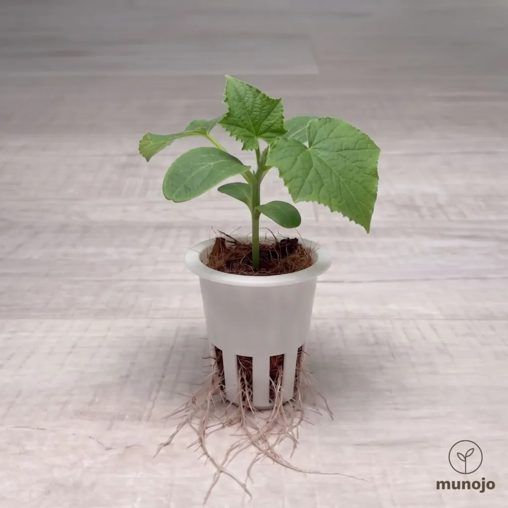Beit Alpha Cucumber