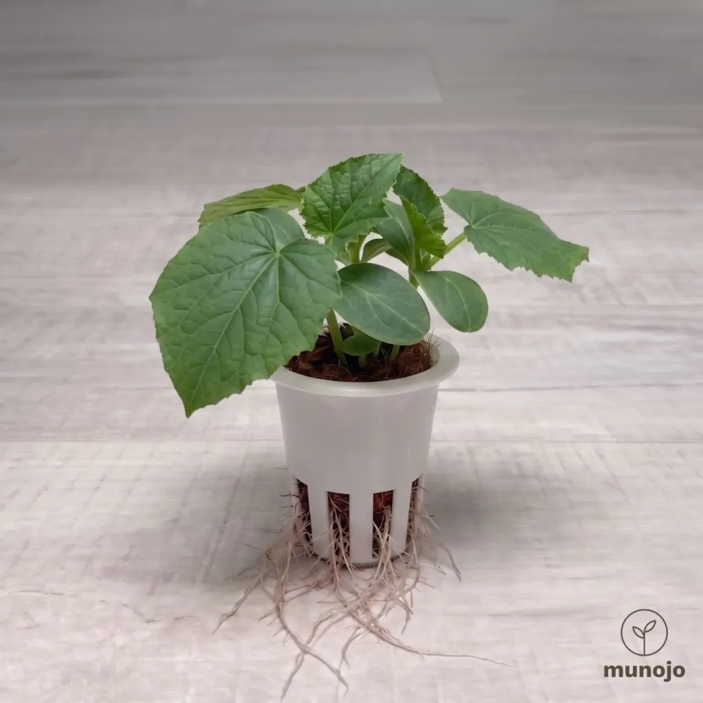 Lemon Cucumber