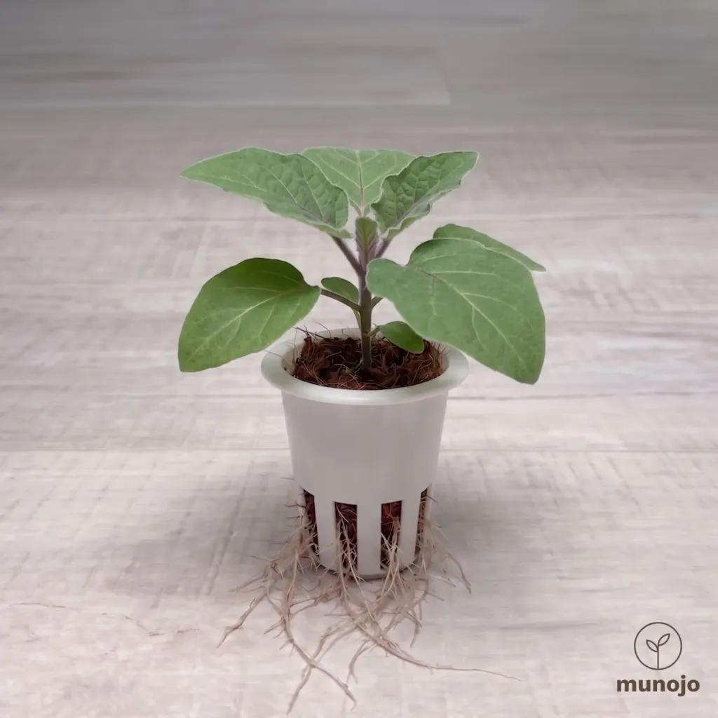 Indian Eggplant
