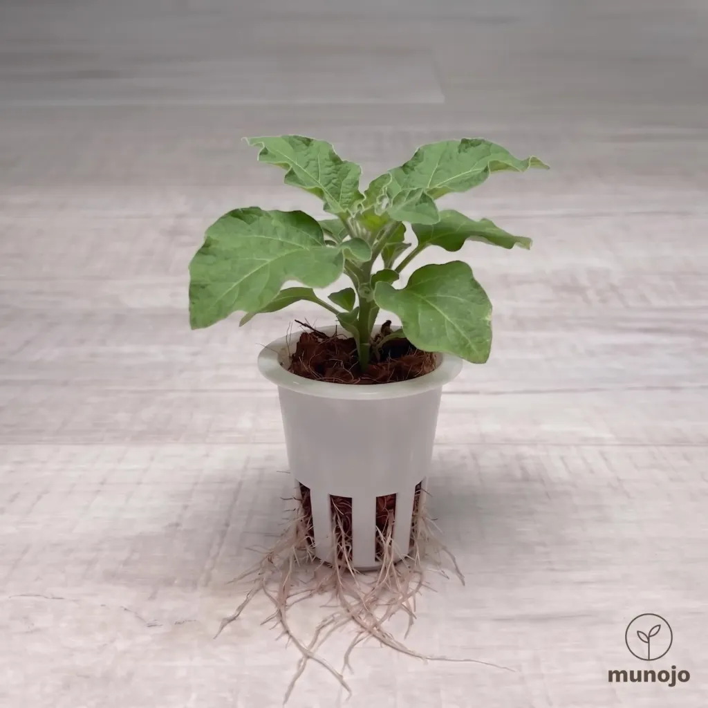 Thai Eggplant