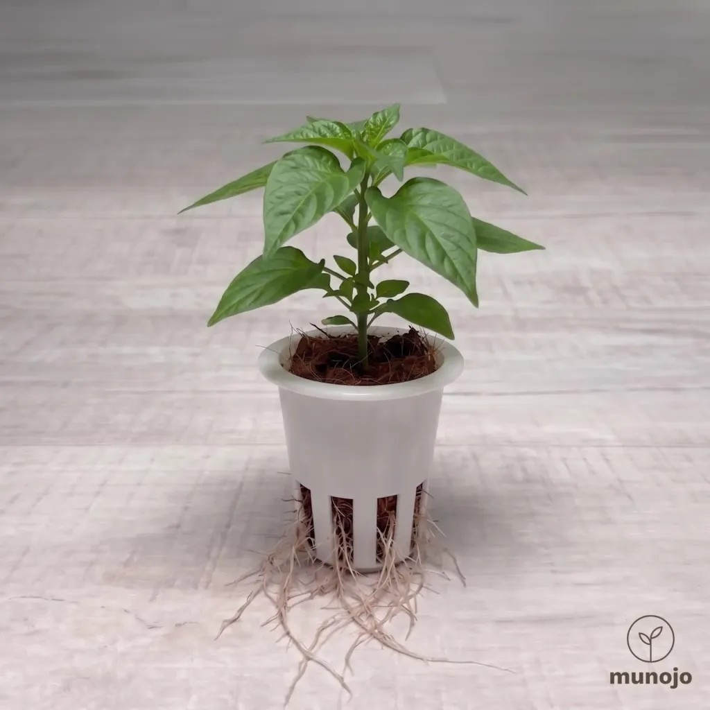 Habanero Pepper