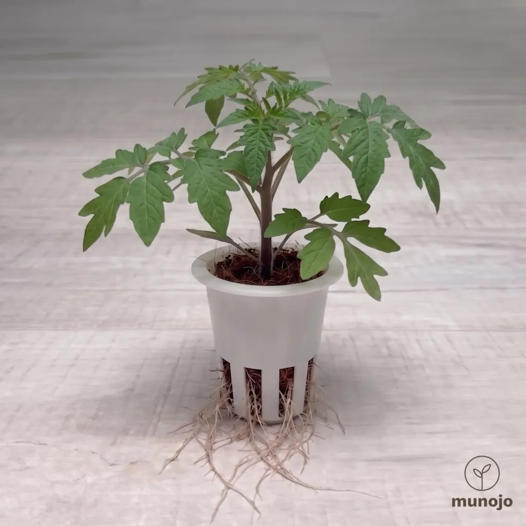 Cherry Tomato